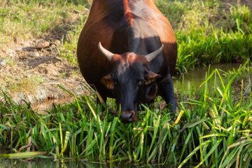 Zimbabwe CSR: Sustainable Agriculture & Youth Employment Success Stories